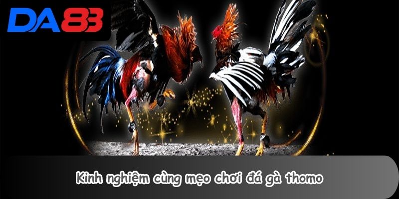 Kinh nghiệm cùng mẹo chơi đá gà thomo
